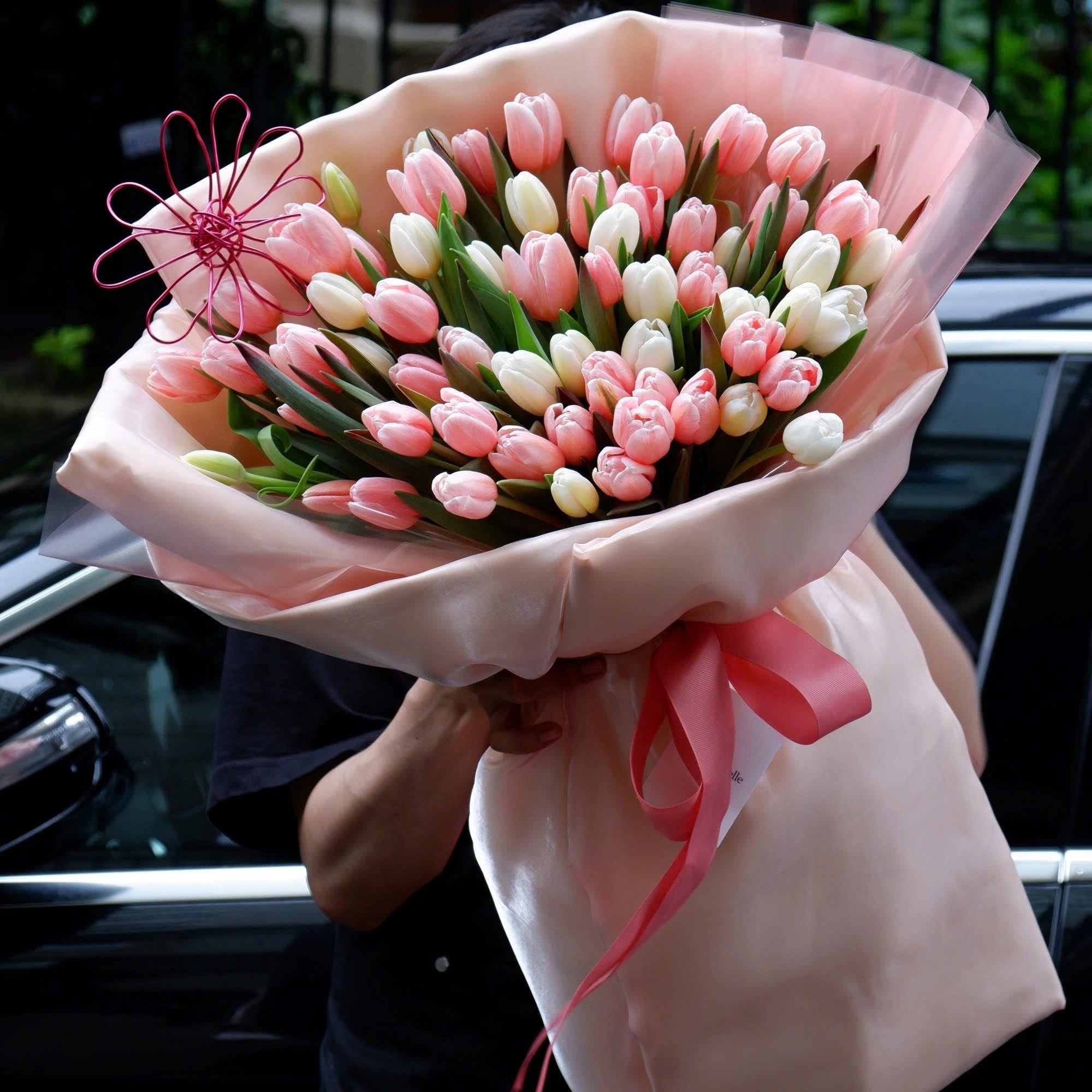 Tulipa