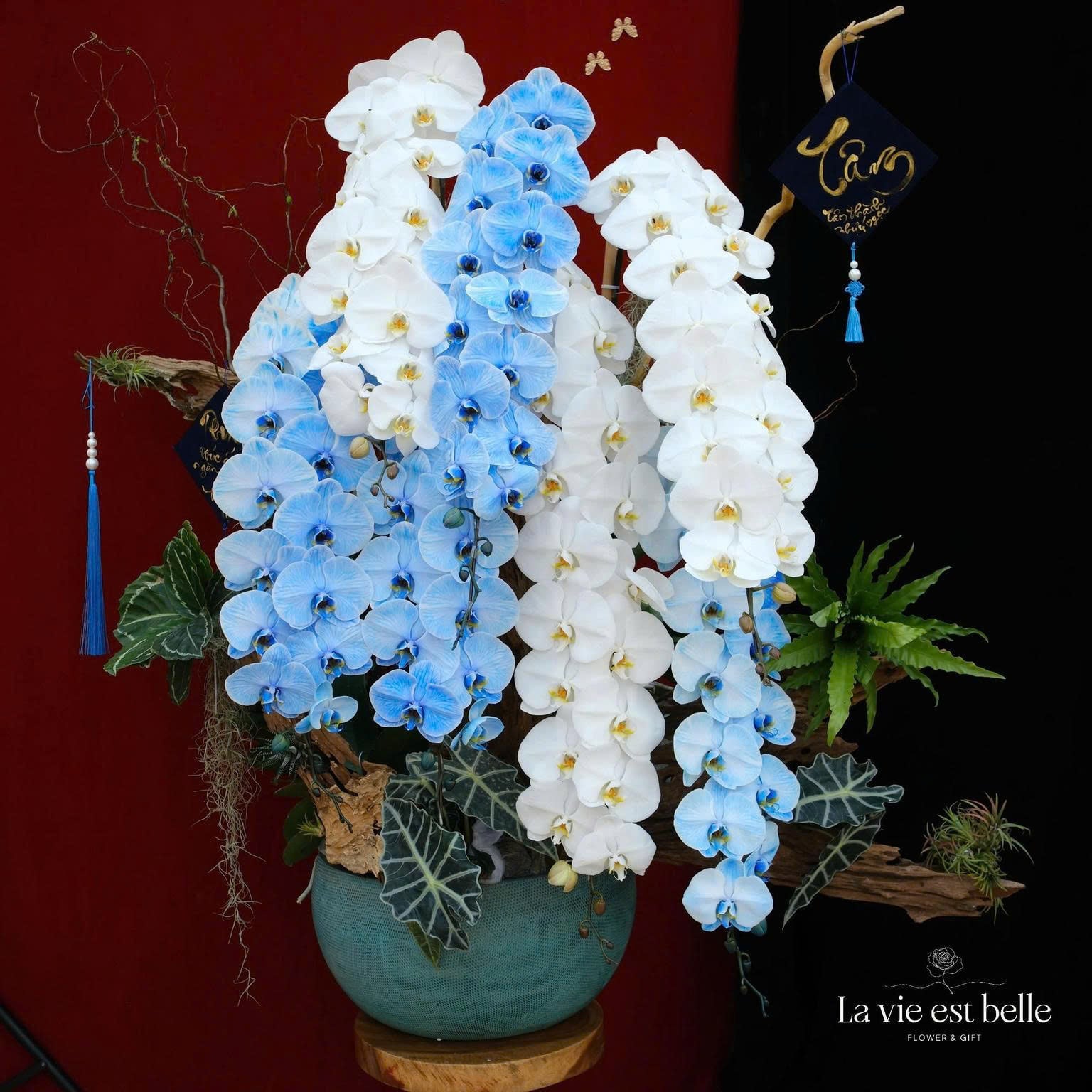 Vương Sắc Hoàng Lan