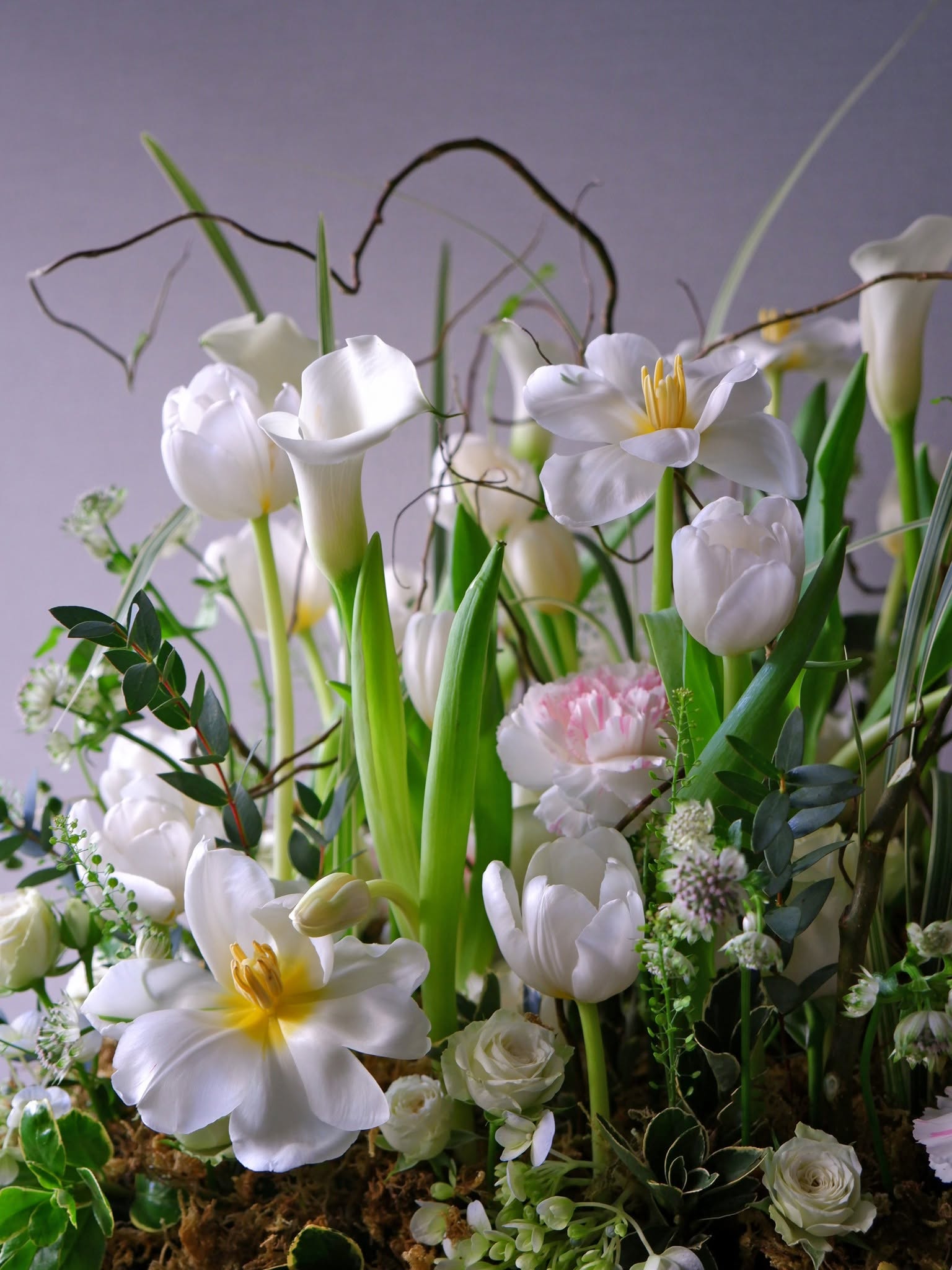 Fleur de Pénombre