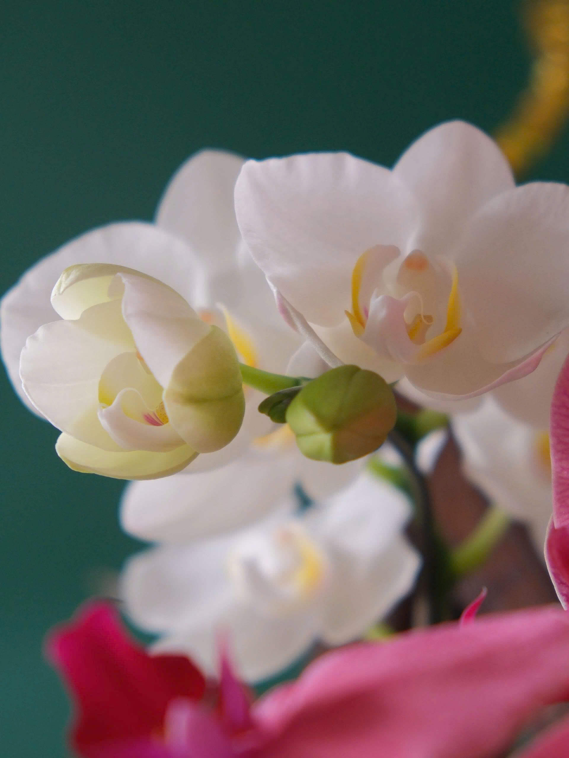 Lunar Bloom