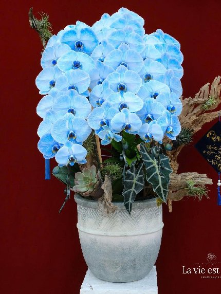 Thiên Sắc