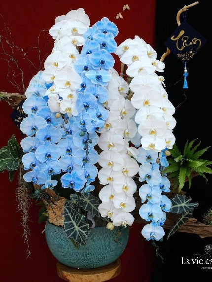 Vương Sắc Hoàng Lan