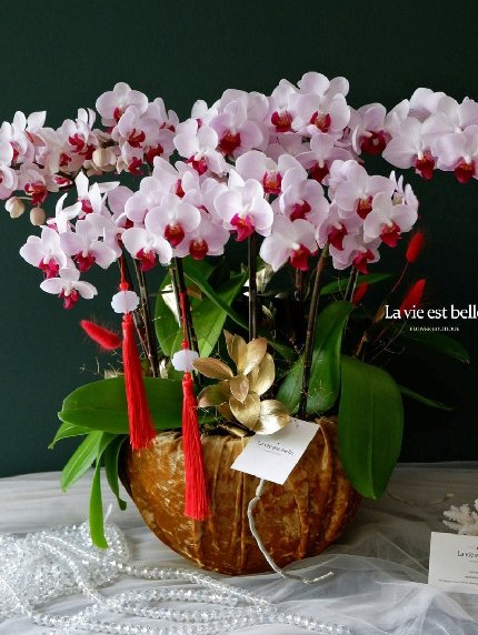 Vượng Khí