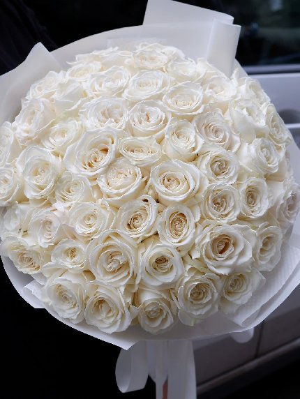 Tender Rose