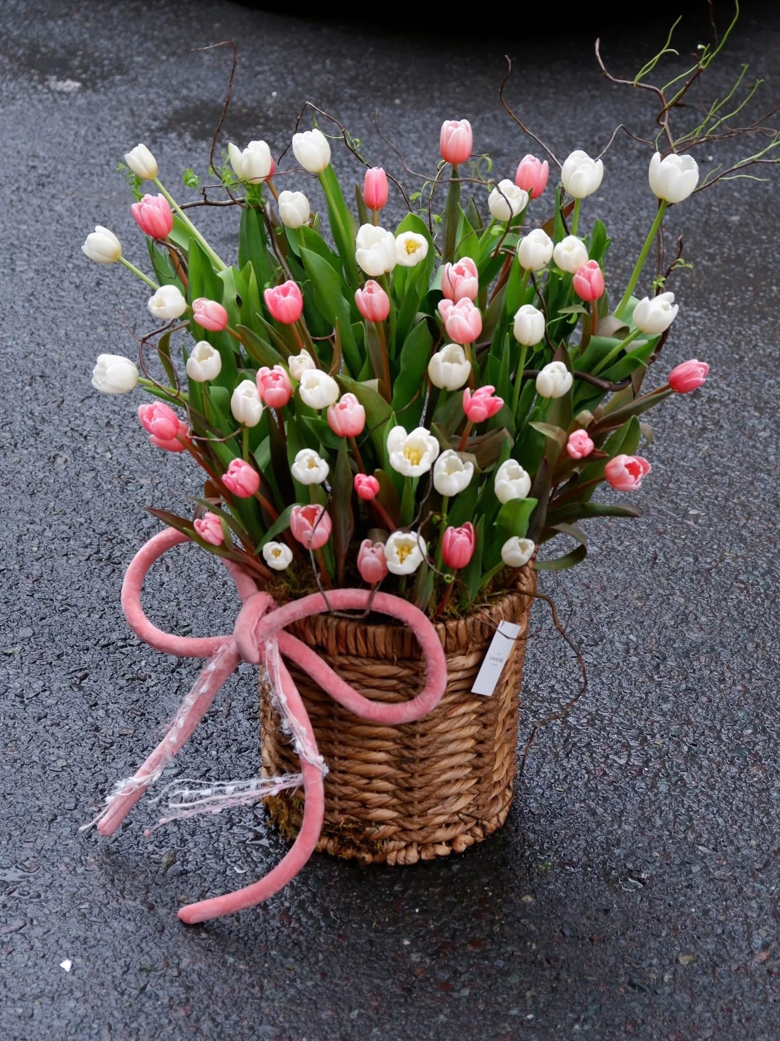 Tulip Muse