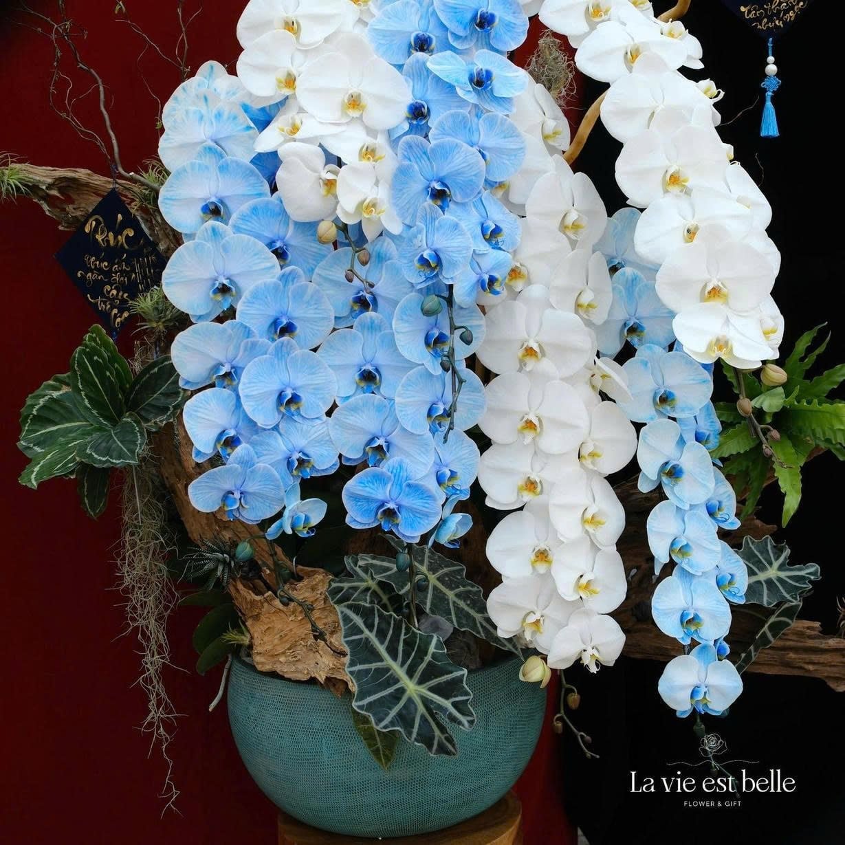 Vương Sắc Hoàng Lan
