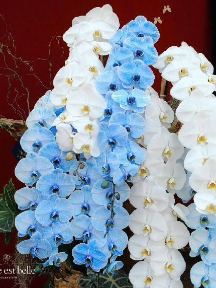 Vương Sắc Hoàng Lan