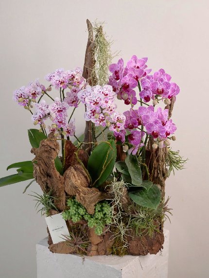 Tươi Mới