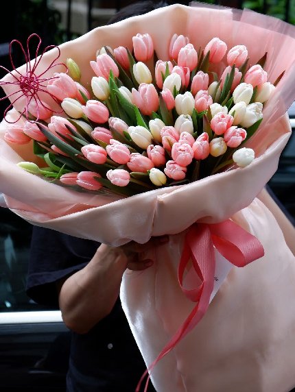 Tulipa