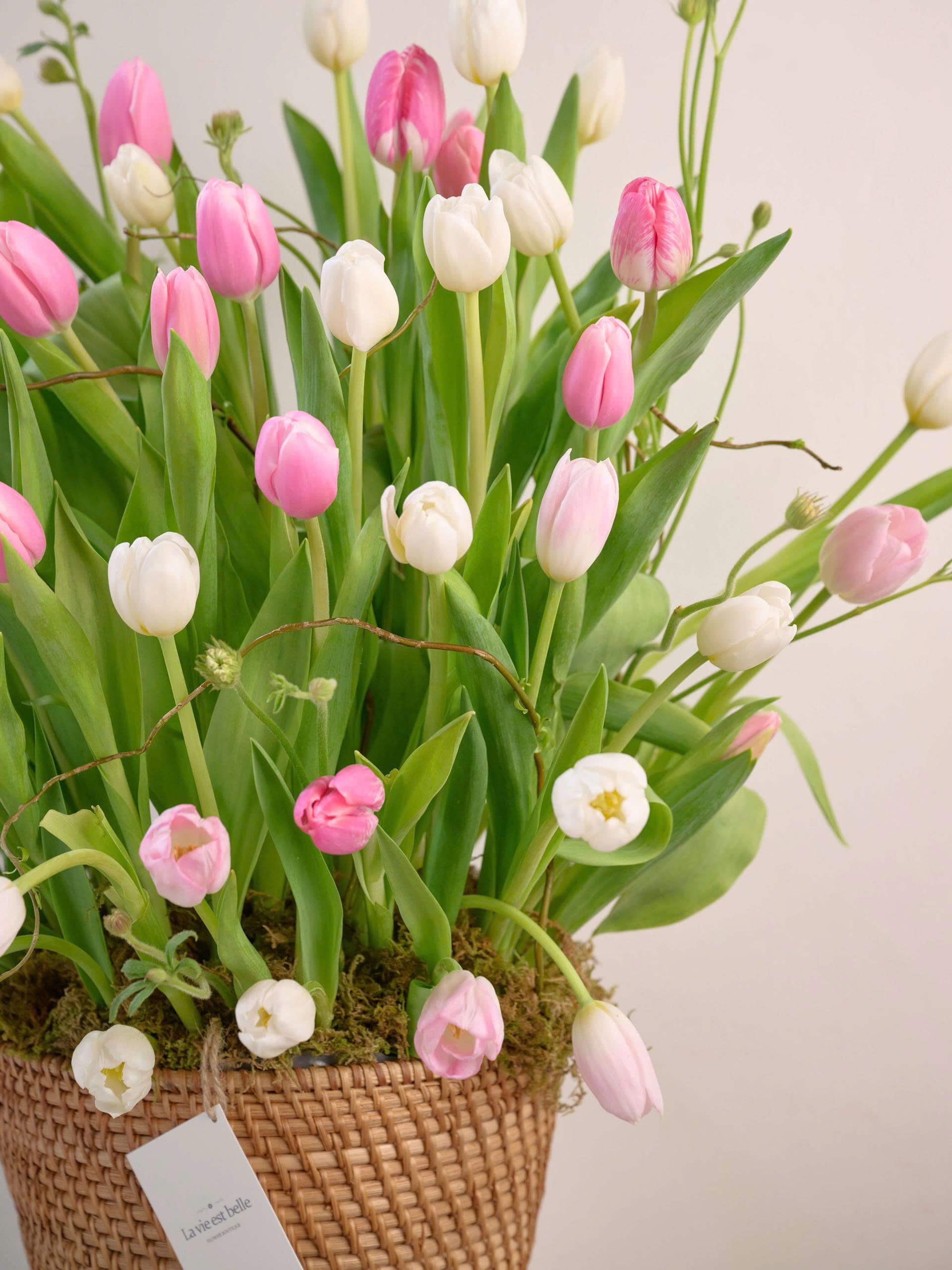 Tulip Mirage