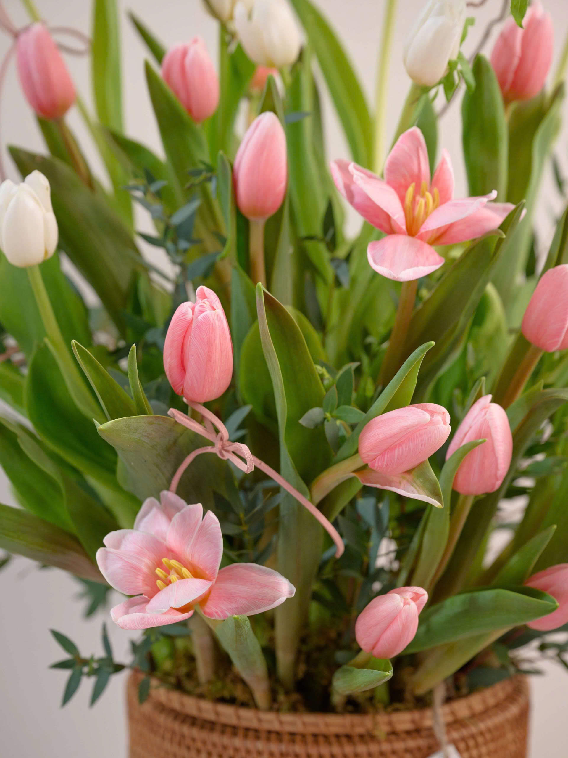 Lush Harmony