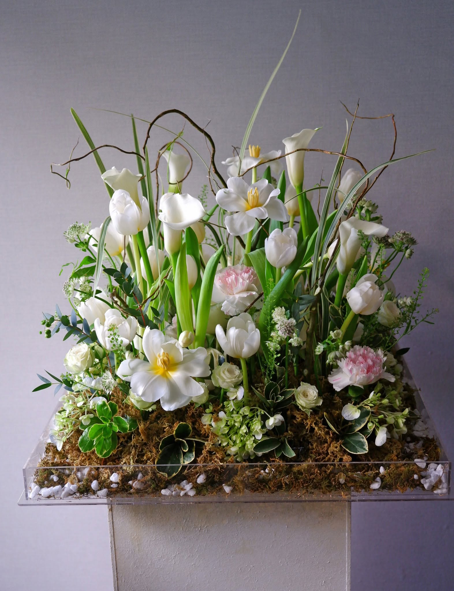 Fleur de Pénombre