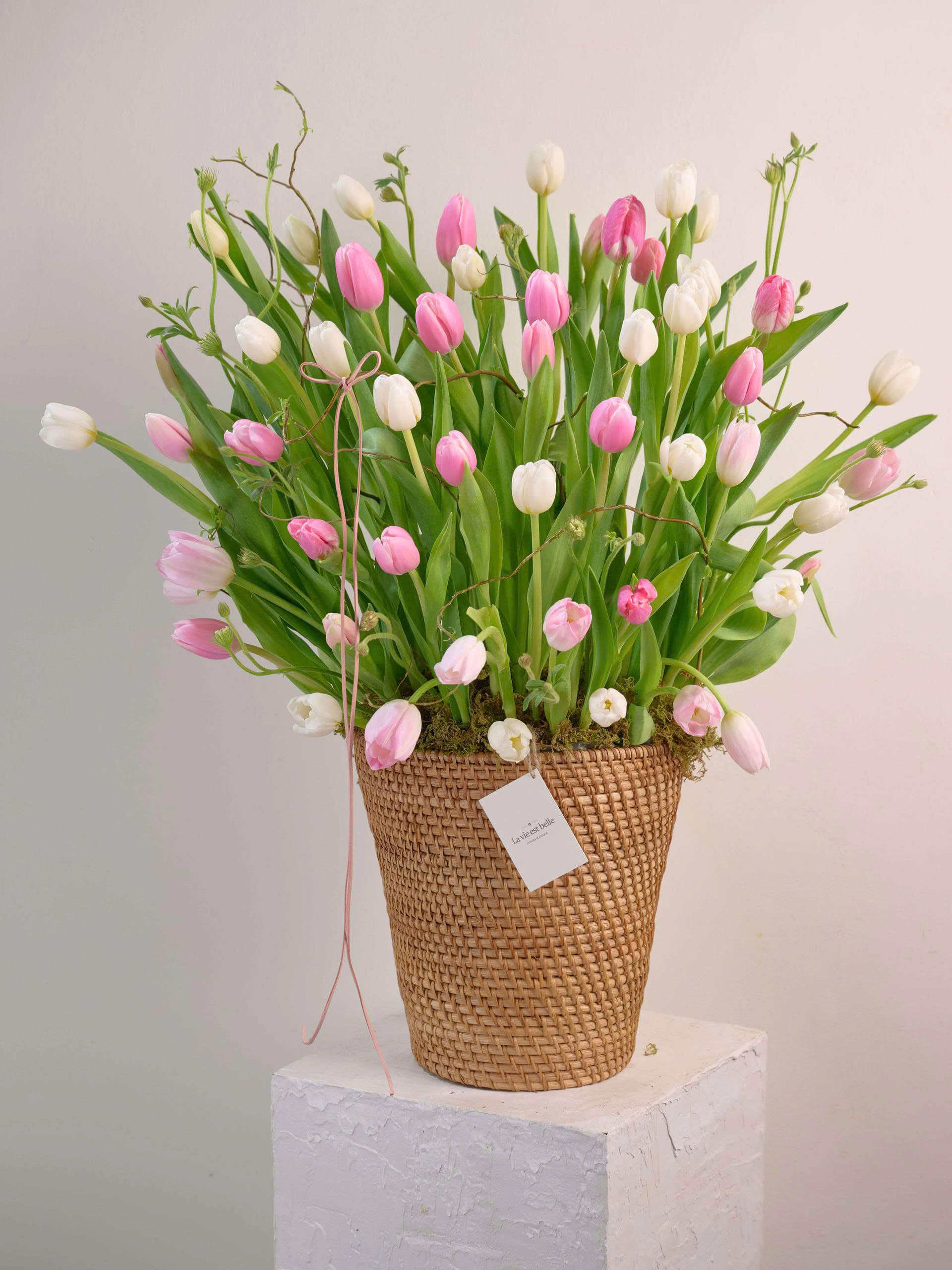 Tulip Mirage