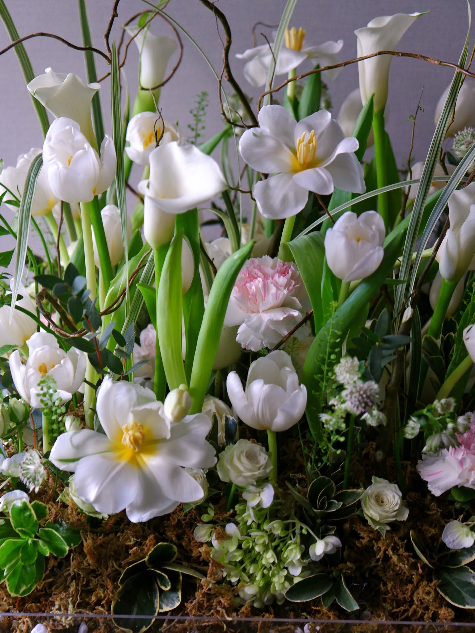 Fleur de Pénombre