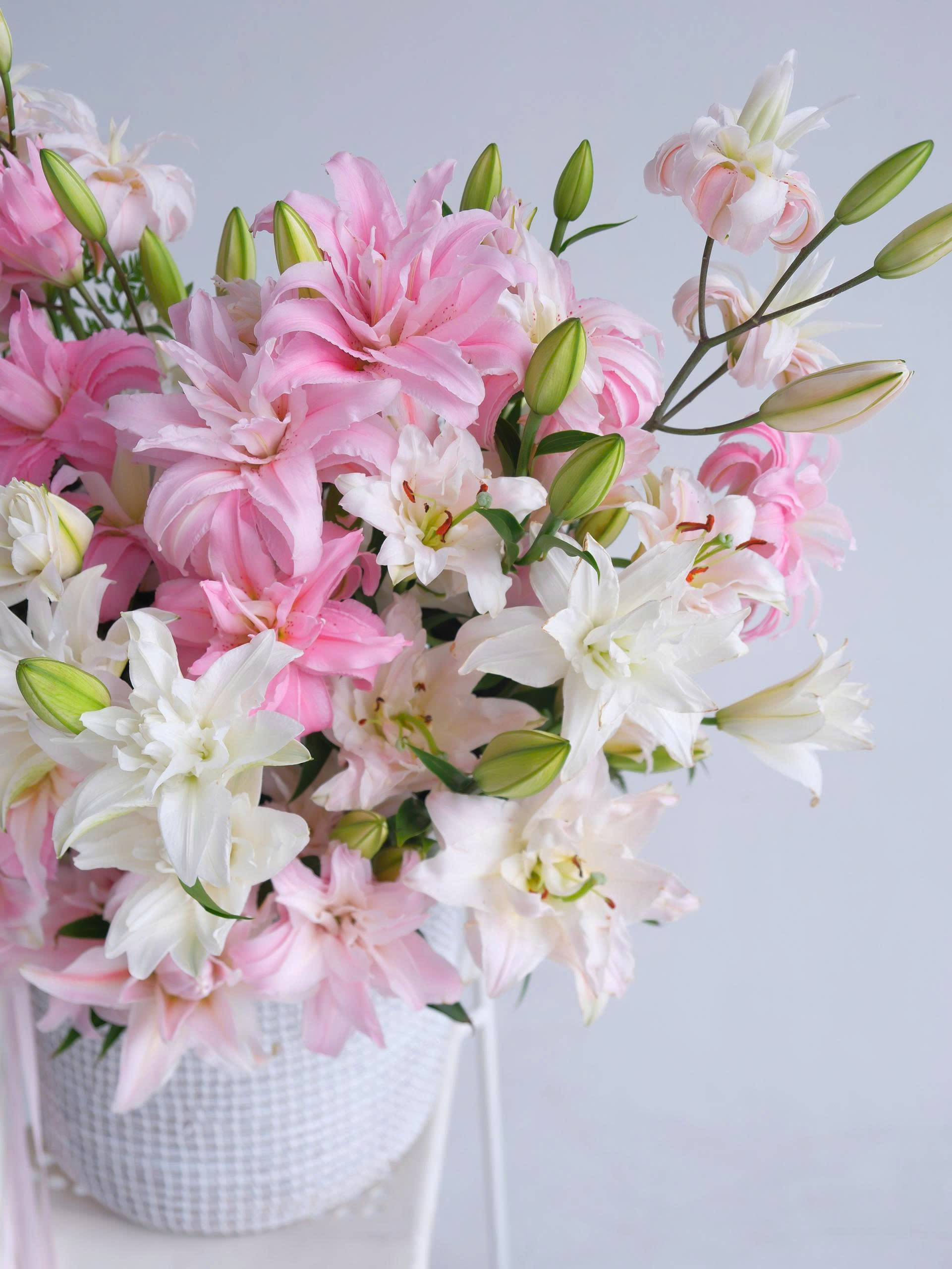 Lilium Royale