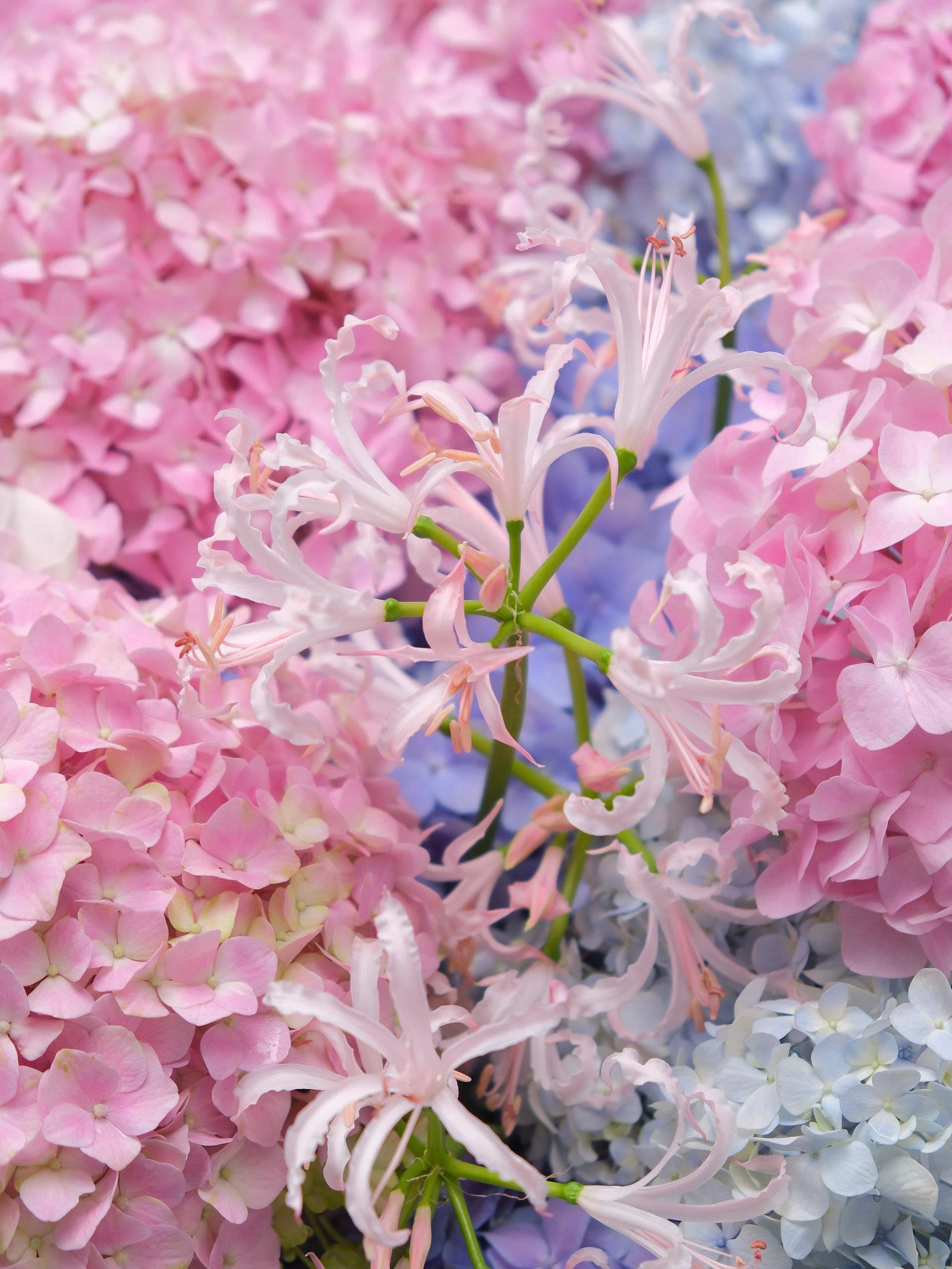 Mist & Magnolia