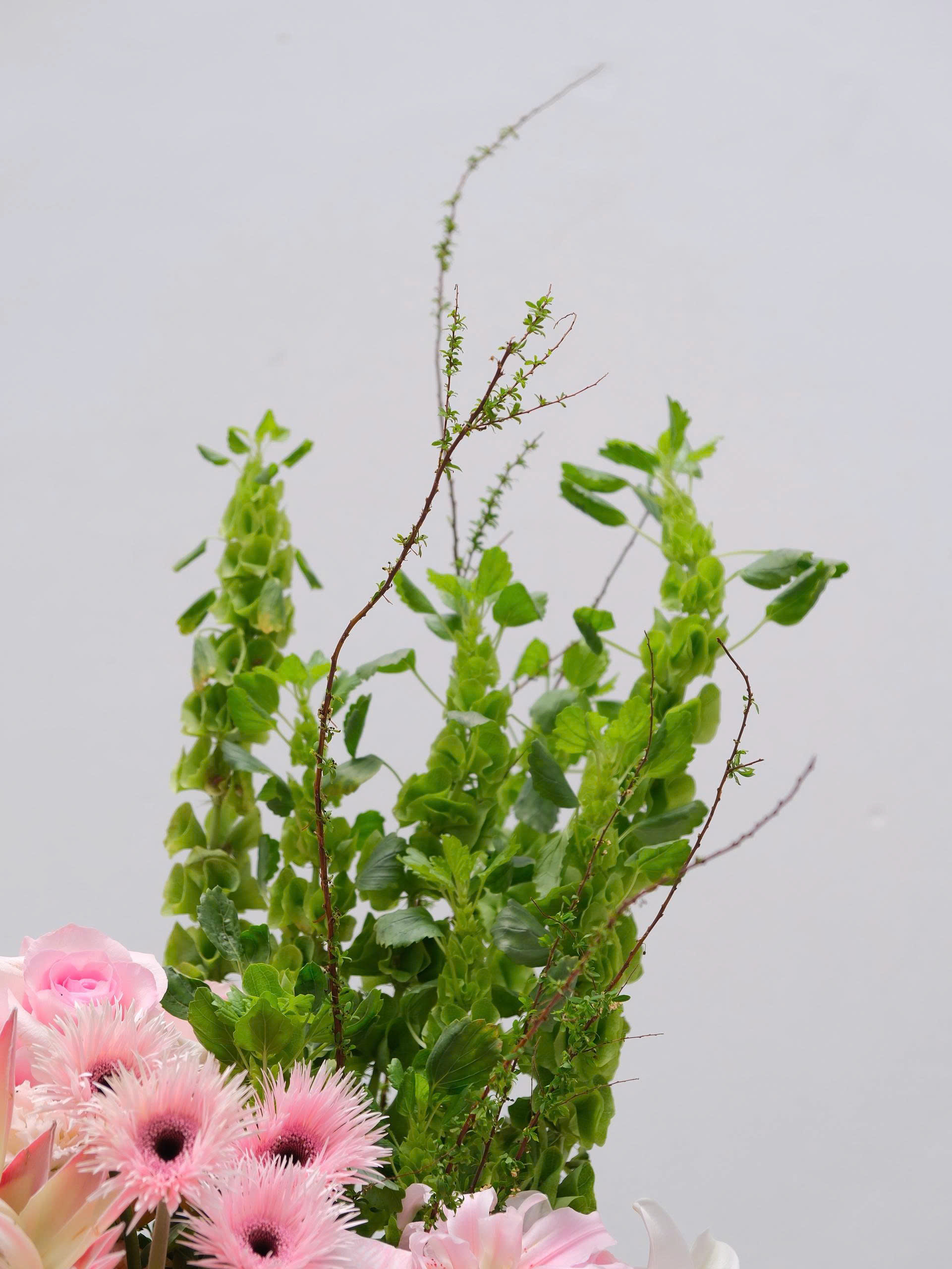 Serenade Herbarium