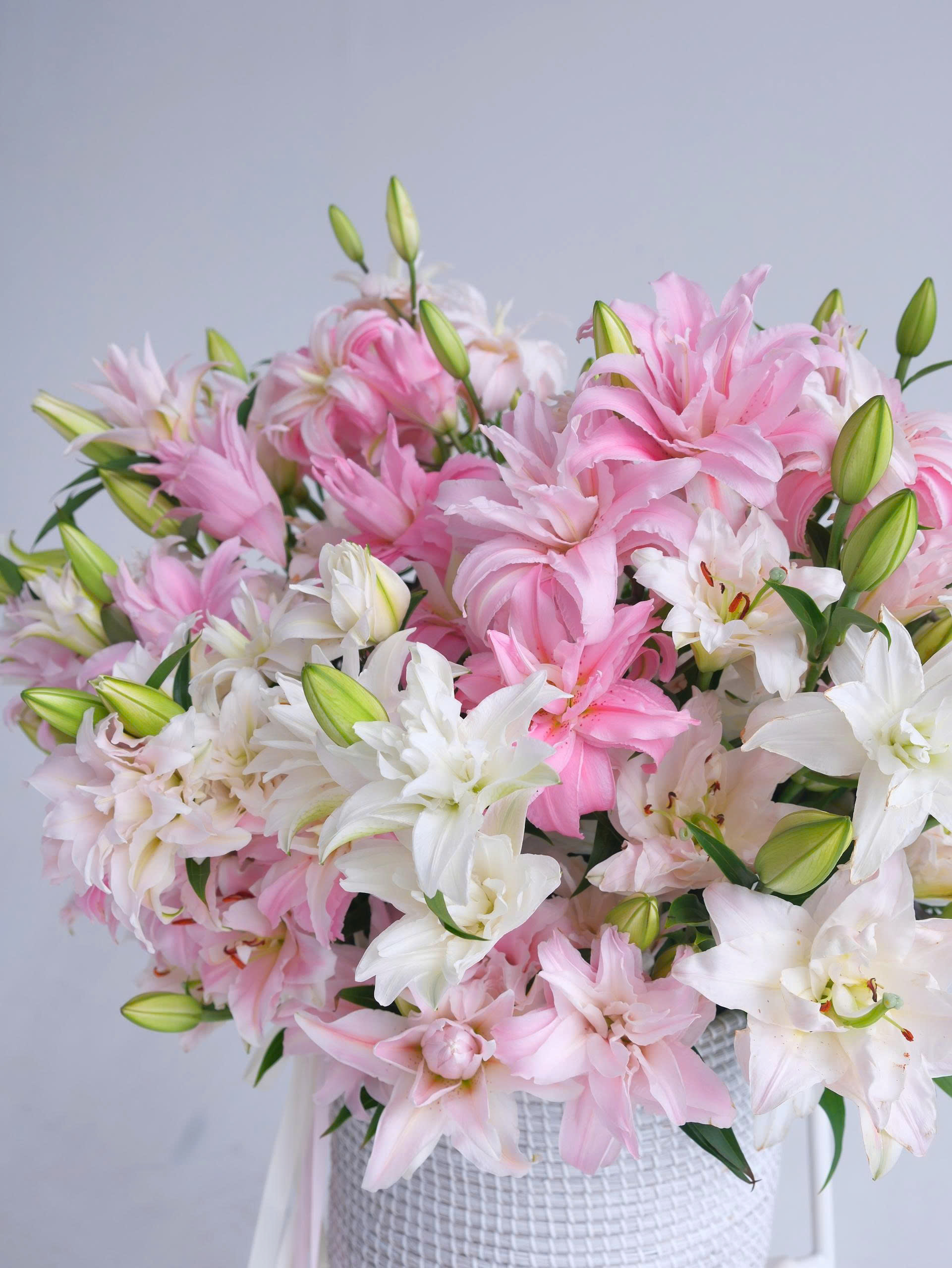 Lilium Royale