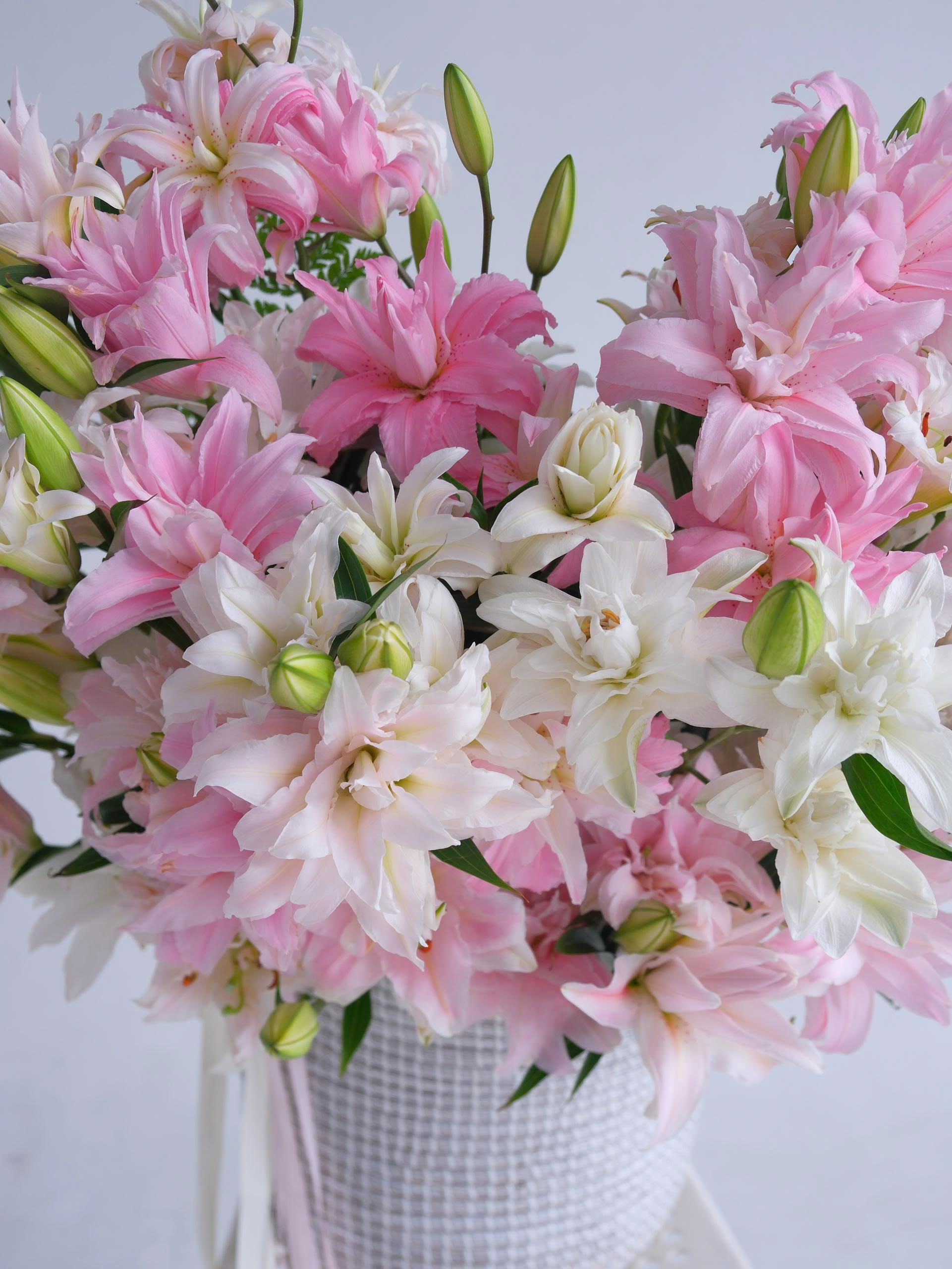 Lilium Royale